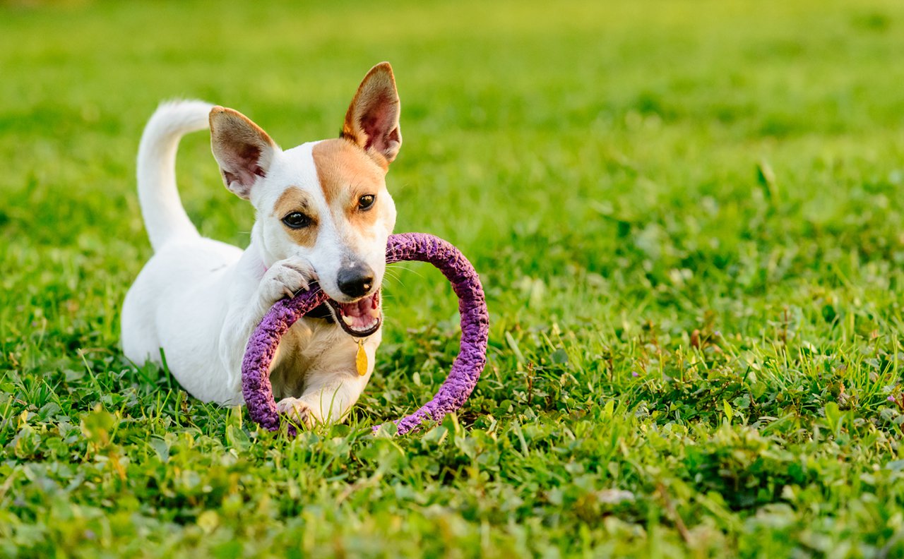 Adorable dog chewing toy lying down on green grass